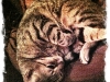(Leo)Poldo