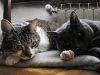 Stitch & Zen